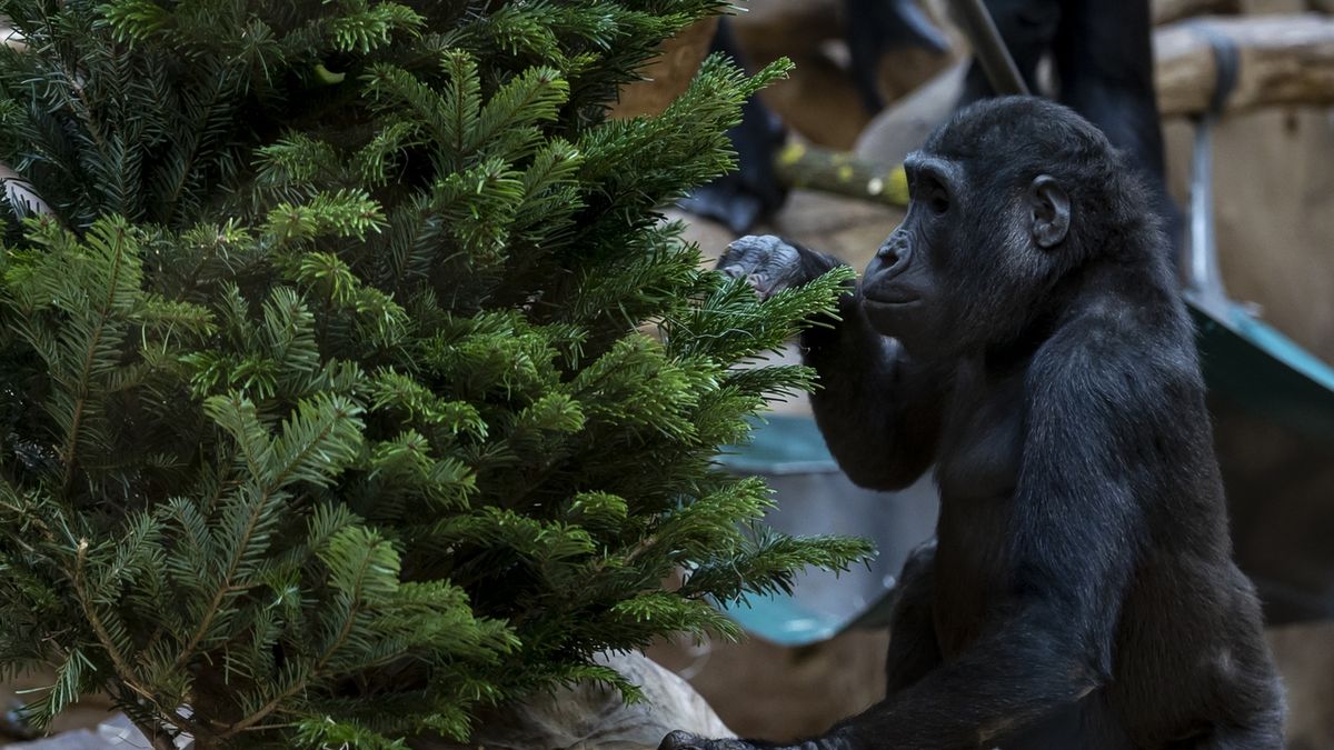 FOTO: Zbylé vánoční stromky pro zvířata v zoo. Je to pochoutka i hračka